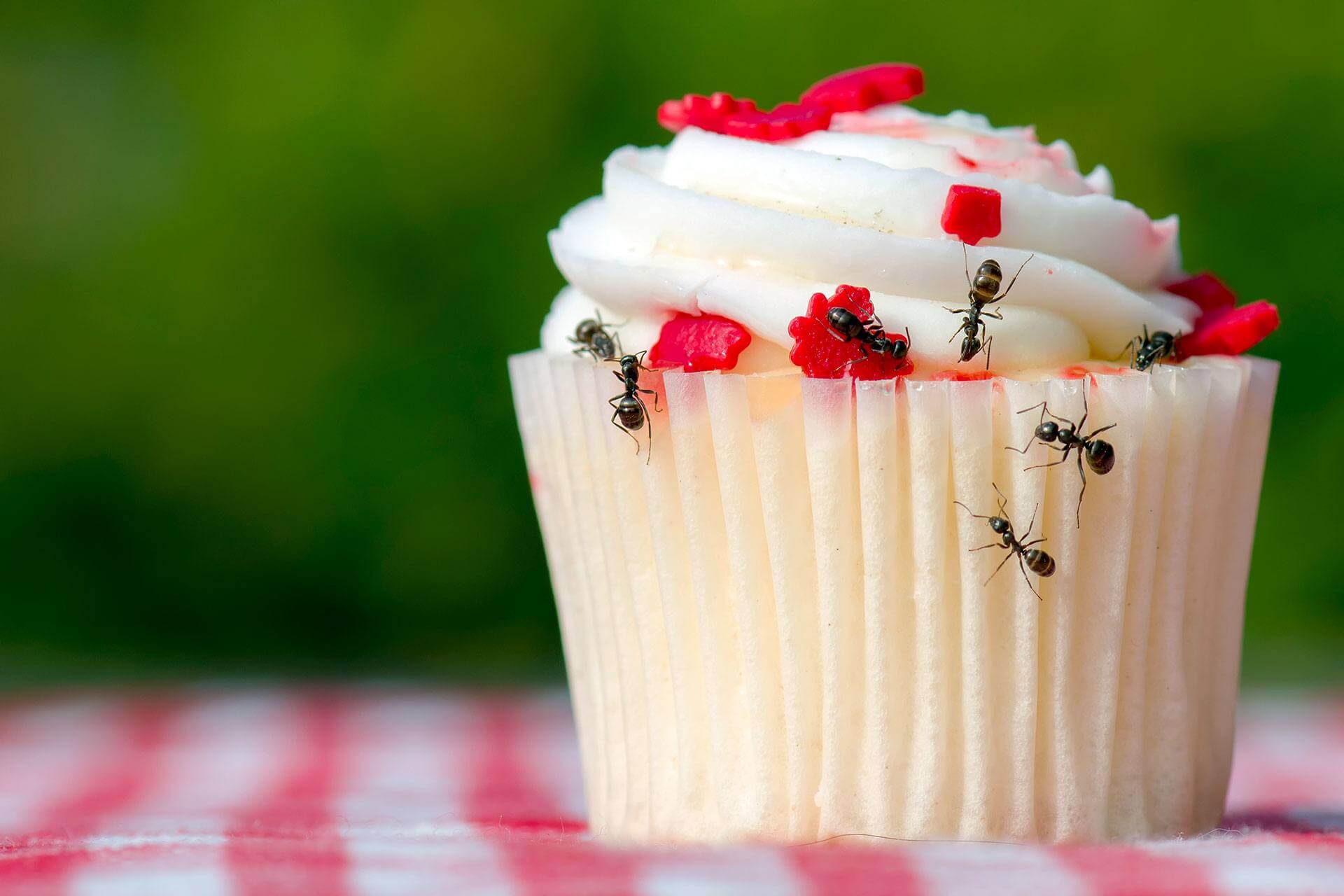 cómo eliminar las hormigas en casa