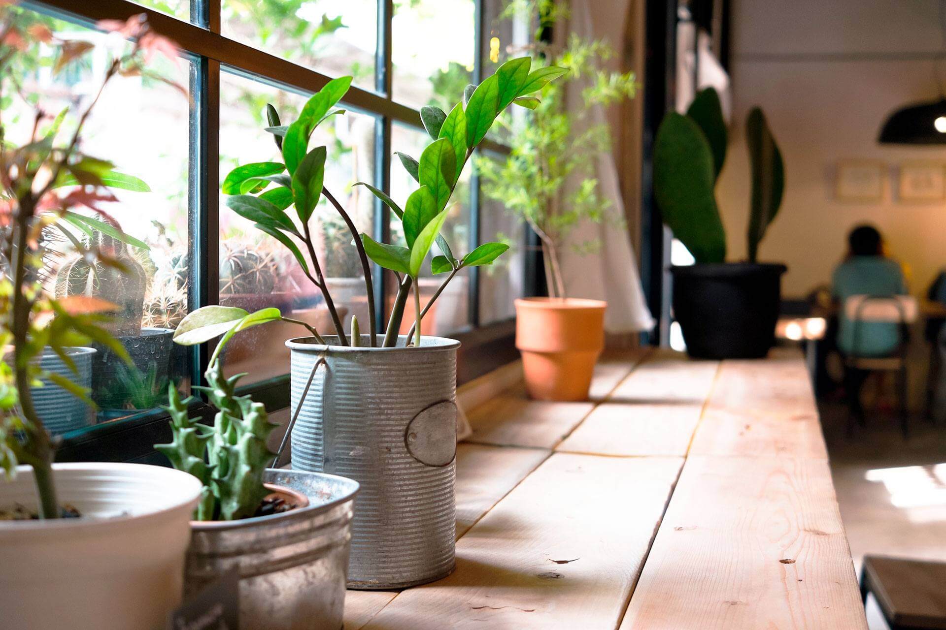 cuidados de plantas de interior